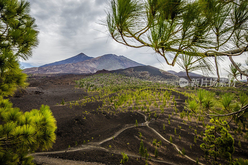 El Teide火山，Pico Viejo和montana de la Botija，从西班牙加那利群岛特内里费El Teide国家公园的montana Samara俯瞰